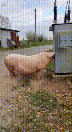 1000081872.gif