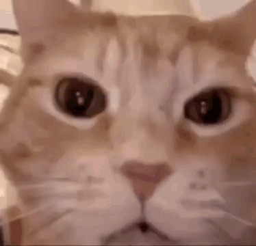 1000093294.gif