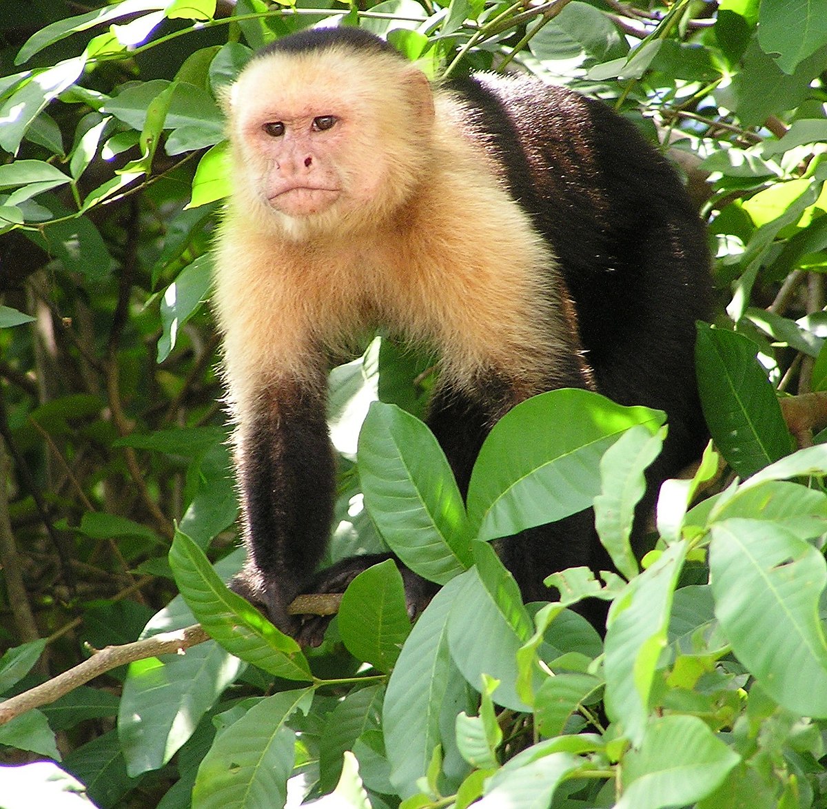 1200px-Capuchin_Costa_Rica.jpg