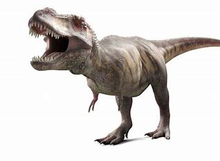 Image result for tyrannosaurus