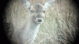 1780530540396.gif
