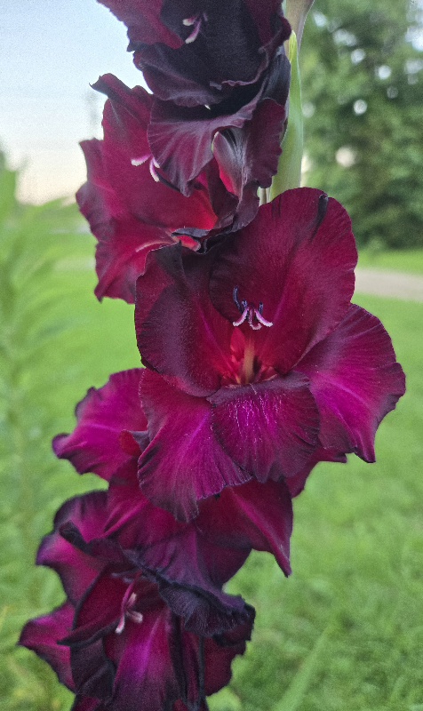 20260609_201831.jpg