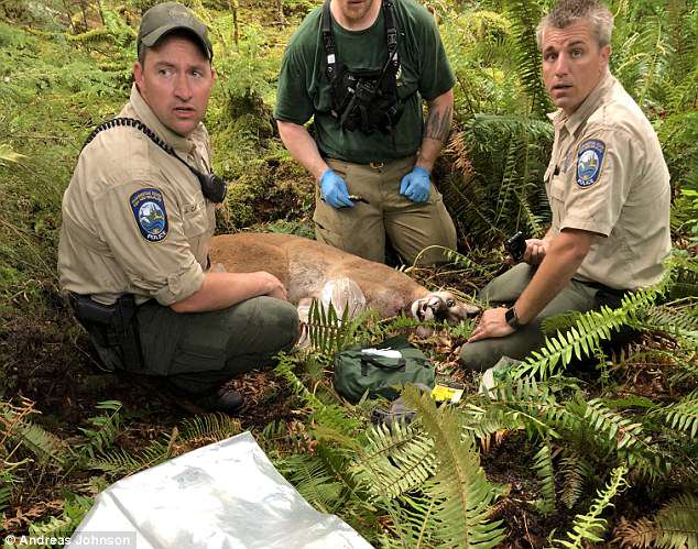 4C7544A800000578-0-A_cougar_killed_one_man_32_and_injured_another_when_it_attacked_-a-17_15268...jpg 4C7544A800000578-0-A_cougar_killed_one_man_32_and_injured_another_when_it_attacked_-a-17_15268...jpg