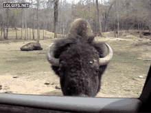 antiuribista-lambon.gif