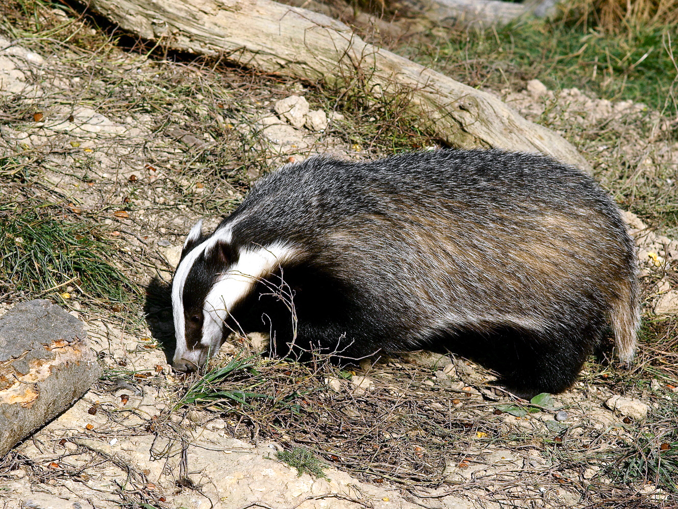 barsukas.jpg