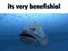 benefishial-beneficial.gif