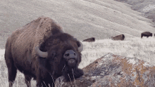 bison-buffalo.gif