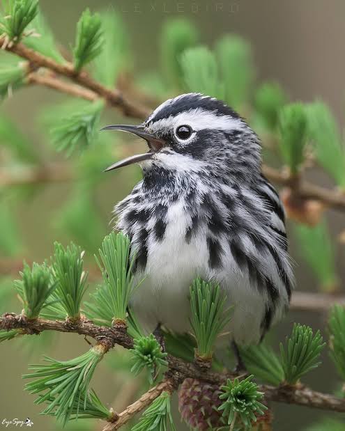 black n white warbler.jpeg