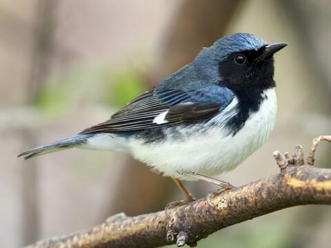 black throated blue warbler.jpg