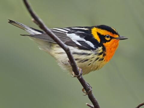 blackburnian warbler.jpg