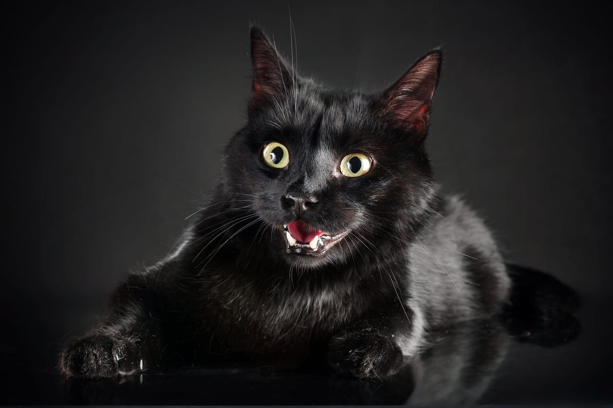 blackcatonblackbackground-150336.jpg