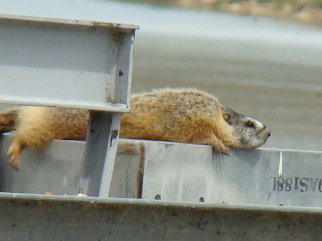 bulgingmarmot.jpg