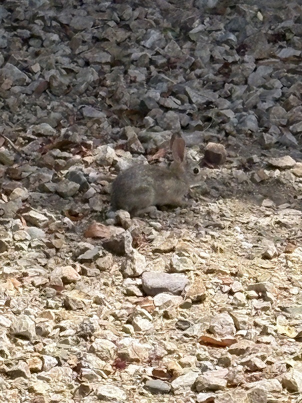 bun.jpg