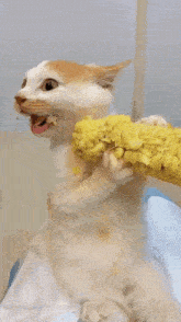 cat-eating.gif