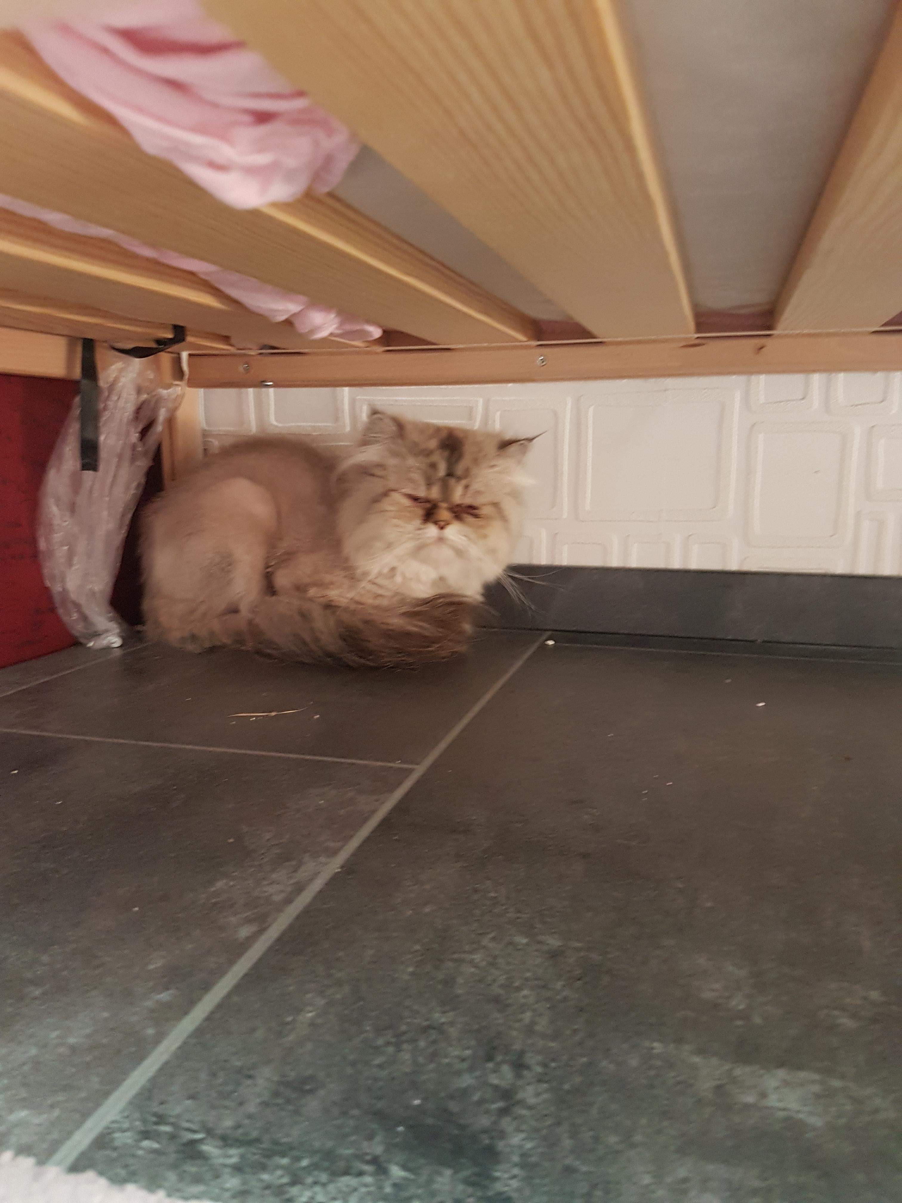 catneathbed.jpg