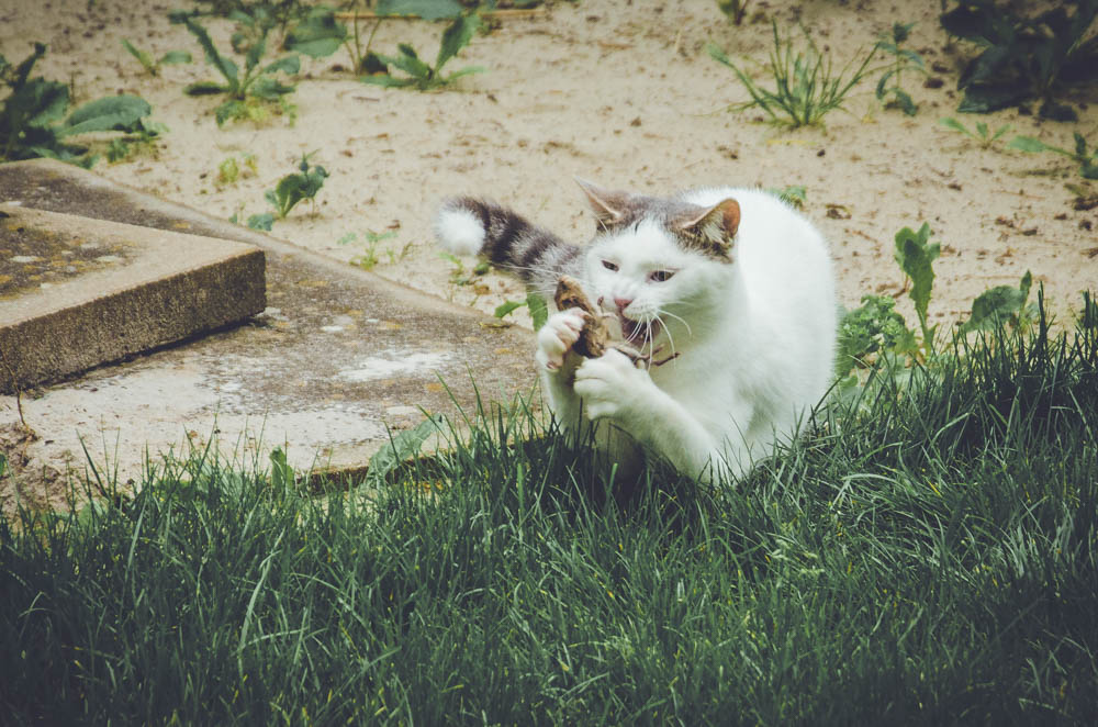 catonmouse.jpg