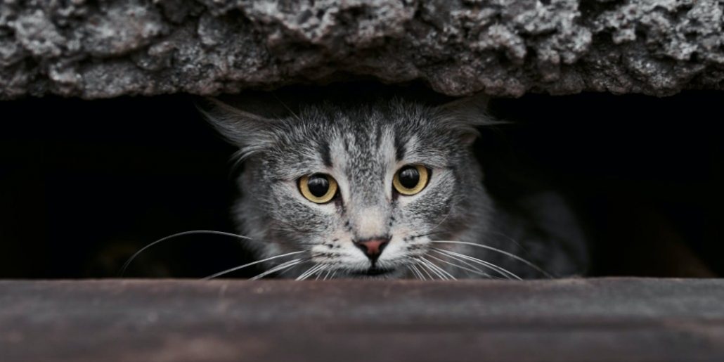 catunderahardplace.jpg