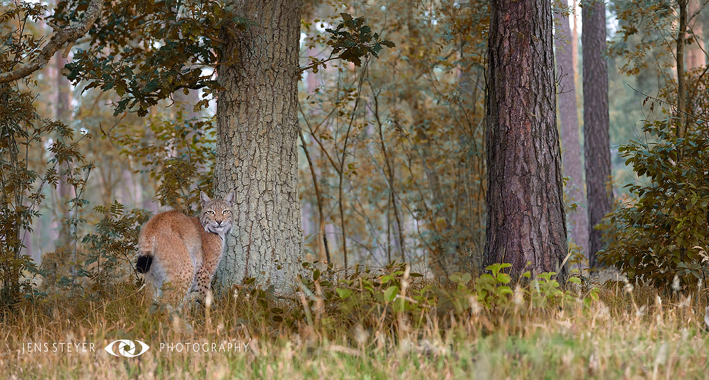 curledlynx.jpg