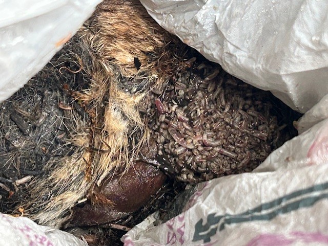 decomposition Project 5-24-2025.jpg