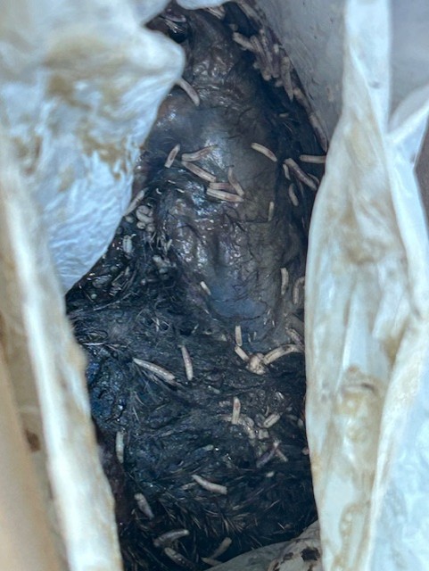 Decomposition Project2 5-27-2025.jpg