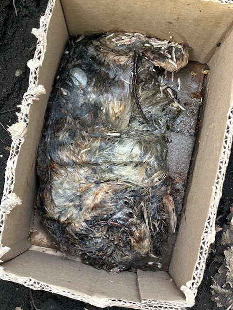 decomposition Project3 5-27-25.jpg