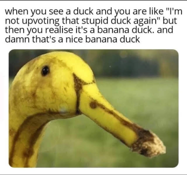 ducking_nice.jpg