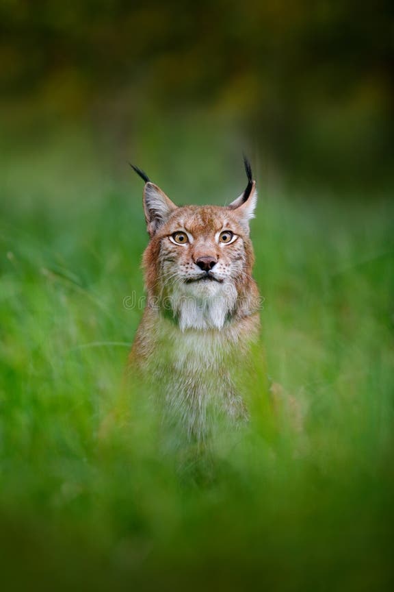 easylynx.jpg