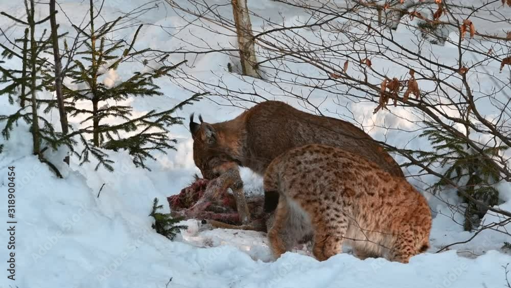 eatlynx.jpg