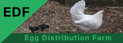 eggdistributionfarm.png