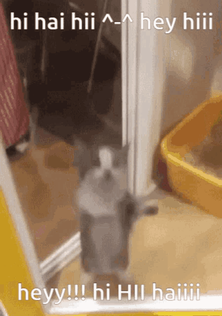excited-kitten-kitty.gif