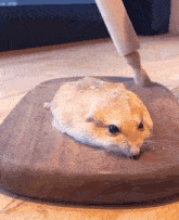 fat-tail-gerbil-pixelrot.gif
