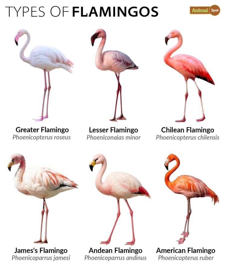 Flamingo-Types-and-Species.jpg