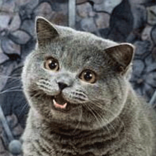 Flashcat.gif