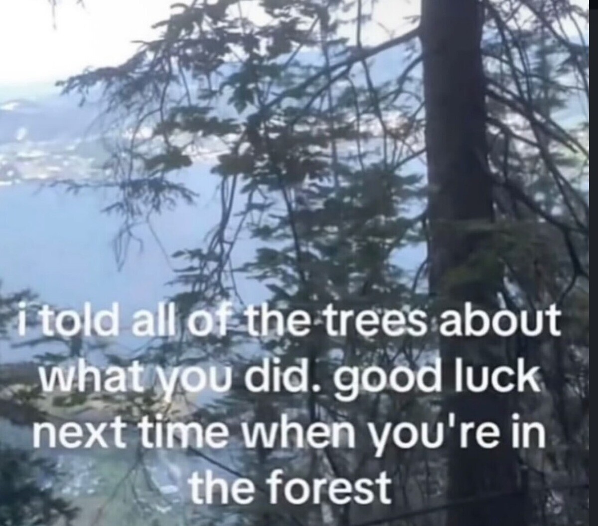 forest.jpg