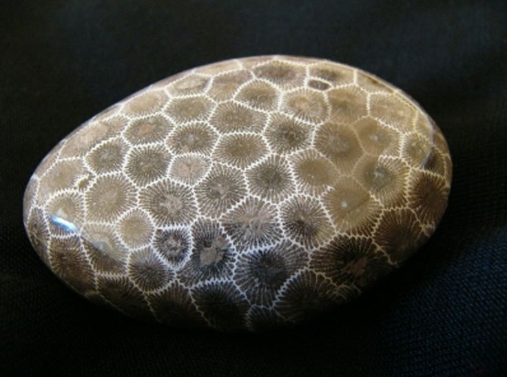 fossilized-coral-petoskey-stone.jpg