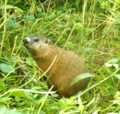 freeusepointysinglemarmot.png