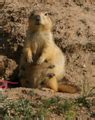 freeusesinglemarmot.jpg