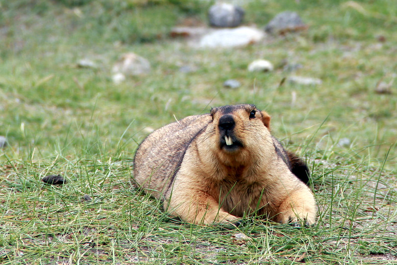 fronttoothymarmot.jpg