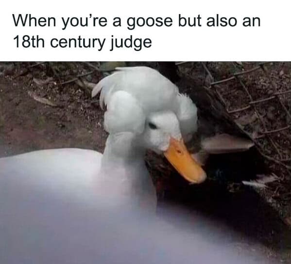 funny-bird-memes-9-2-25-29.jpg