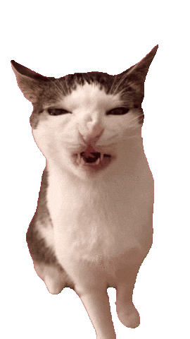 giphy.gif