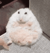 hamster-fat-ass-hamster.gif