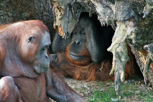 headutan.jpg