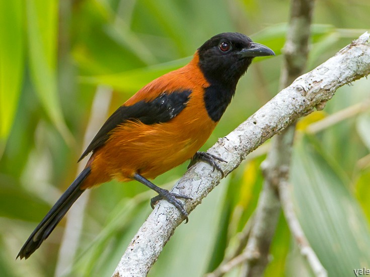 hooded pitohui.jpeg