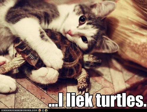 i-liek-turtles.jpeg