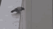 image0-12.gif