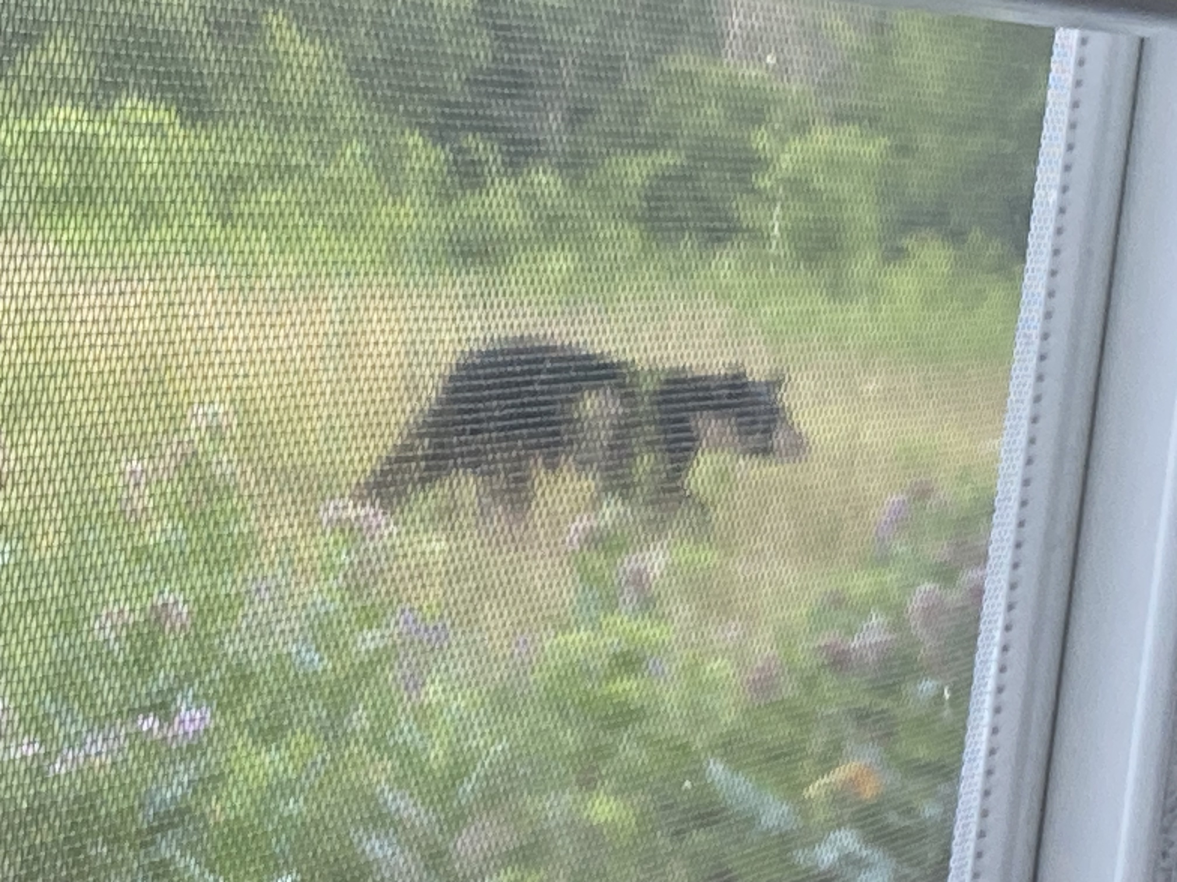 IMG_0916.jpeg