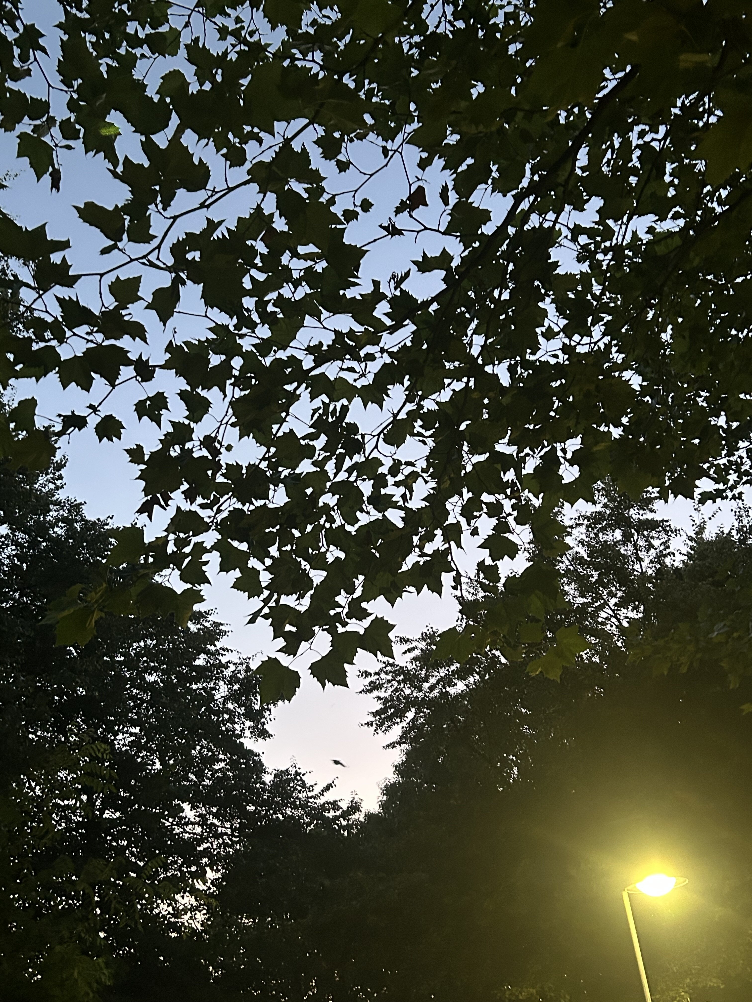 IMG_3491.jpeg