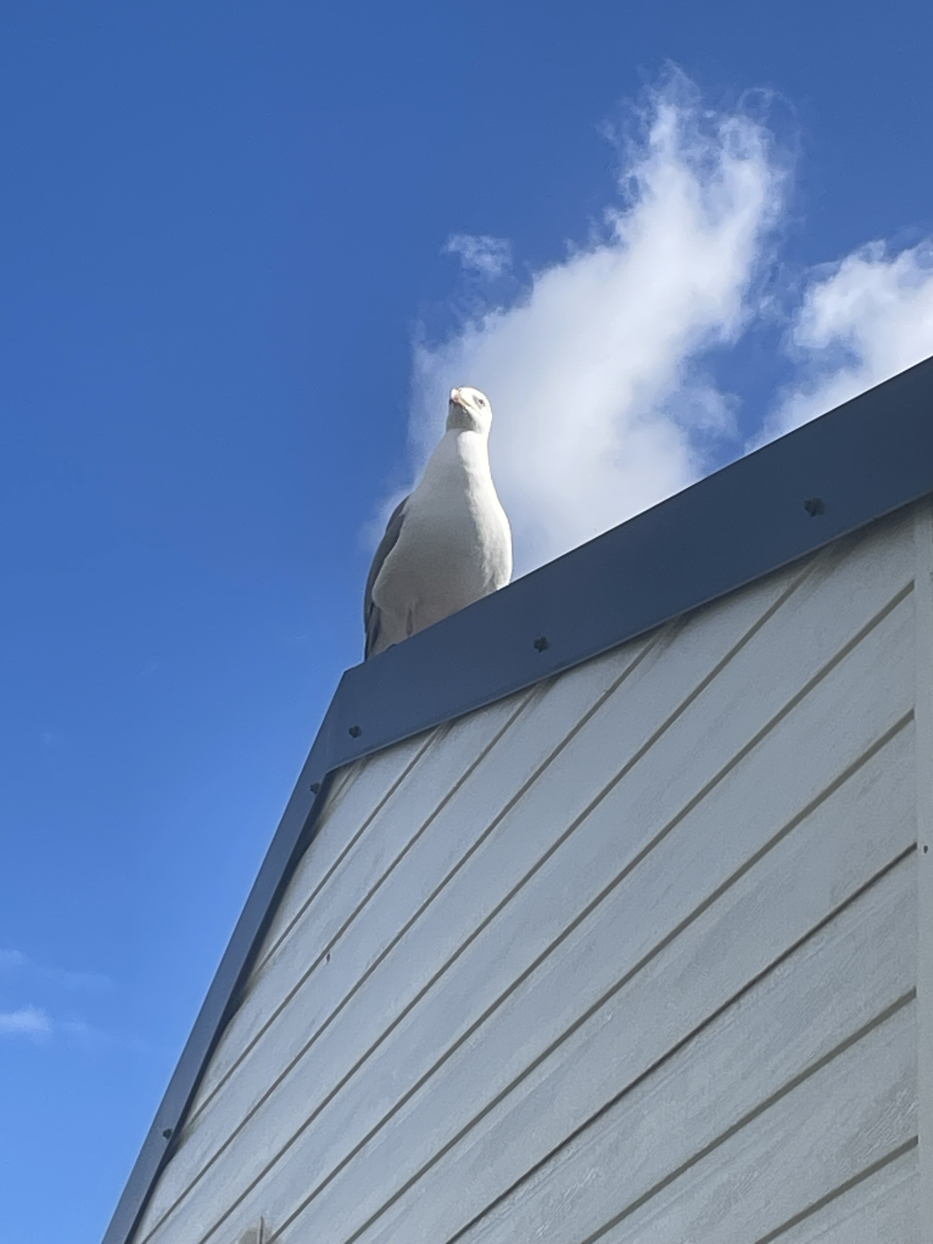 IMG_9949.jpeg