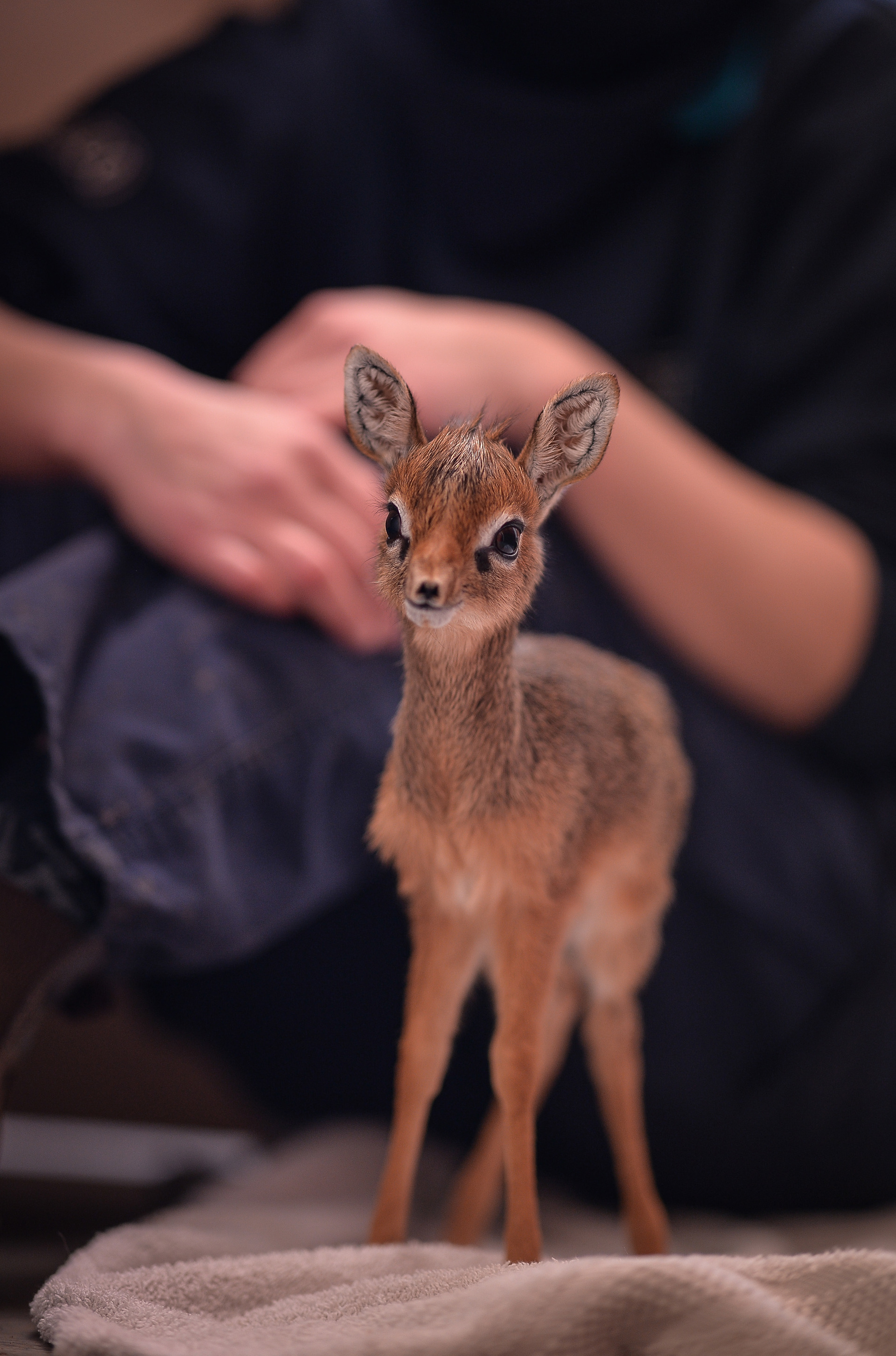 kirks-dik-dik-4.jpeg