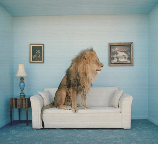 lion-sitting-on-couch-side-view-matthias-clamer.jpg